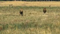 Two young male lions in coalition watch a rival in masai mara