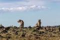 Two Young Male Lions on Kenya Horizon