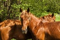 Young male horses closeup