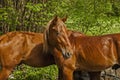 Young male horses closeup