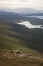 Two young male reindeer practicing their fight with stunning lake and forest landscape background