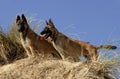 Two young malinois Royalty Free Stock Photo