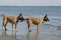 Two young malinois on the beach Royalty Free Stock Photo