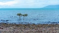 Two Young Mangrove Trees Growing In The Ocean Royalty Free Stock Photo