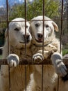 Two young Maremmano dog brothers standing up on the fence of a shelter.