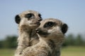 Two young meerkats Royalty Free Stock Photo
