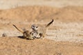 Two young Meerkats play fighting