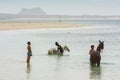 Two young men bathing horses Cape Verde Royalty Free Stock Photo