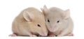 Two young mice Royalty Free Stock Photo