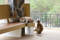 Two monkeys tired and looking Royalty Free Stock Photo