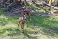 Two young moose Royalty Free Stock Photo