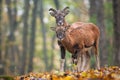 Two young mouflons looking to the camera in autumn forest. Royalty Free Stock Photo