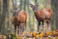 Two young mouflons standing in forest in autumn. Royalty Free Stock Photo