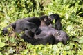 Two young mountain gorillas Gorilla beringei beringei  blissfully are resting in the green forest Royalty Free Stock Photo