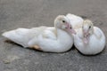 Two young muscovy ducks resting in a cage with cement floor. Royalty Free Stock Photo