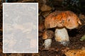 Two young mushrooms Tricholoma populinum in the thick poplar forest close up. Space for text.