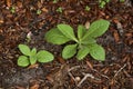 Young Nicotiana rustica plants growing wild Royalty Free Stock Photo