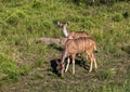 Two Young Nyala Buck Grazing on Grassland