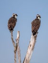 Two young ospreys waiting for parents to feed them Royalty Free Stock Photo