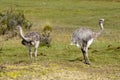 Two young ostrichs - struthio camelus - in National Park Torres del Paine, Chile