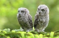 Two young owls on larch tree