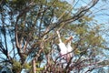 Grear Indian Painted Storks love making Royalty Free Stock Photo