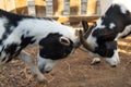 Two young  patchy goats butting Royalty Free Stock Photo