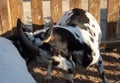 Two young  patchy goats butting Royalty Free Stock Photo