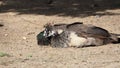 Two peacocks lying and sleeping, mollerussa, lerida