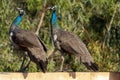 Two Young Peacocks Ready To Jump Up