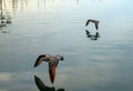 Two young pelicans flying low over the water in the Channel Islands Harbor in Port Hueneme California United States Royalty Free Stock Photo