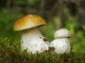 Two young Penny bun mushrooms on the moss