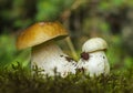 Two young Penny bun mushrooms on the moss