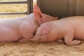 Two young pig together lying on the sawdust. Double little pigs look funny. Piglets asleep Royalty Free Stock Photo