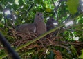 Two young pigeons, approximately seventeen days old Royalty Free Stock Photo