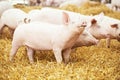 Two young piglet at pig breeding farm