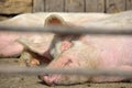 Two young pigs lay in a metal cage at farm Royalty Free Stock Photo