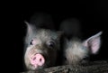 Two Young Pigs in the Pen Royalty Free Stock Photo