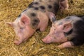 Two young pigs are sleeping sweetly on a straw mat Royalty Free Stock Photo