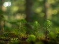 Two Young Pine Saplings in a Forest Setting Royalty Free Stock Photo