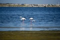 Two young pink flamingos in the pond Royalty Free Stock Photo