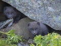 Two young playful arctic fox cub fox Alopex lagopus beringensis curious looking from their lair under stone Royalty Free Stock Photo