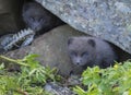 Two young playful arctic fox cub fox Alopex lagopus beringensis Royalty Free Stock Photo