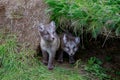 Two young arctic fox cub Royalty Free Stock Photo