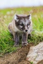 Two young playful arctic fox cub in iceland Royalty Free Stock Photo