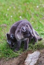 Two young playful arctic fox cub in iceland Royalty Free Stock Photo