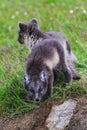 Two young playful arctic fox cub in iceland Royalty Free Stock Photo