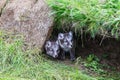 Two young playful arctic fox cub in iceland Royalty Free Stock Photo