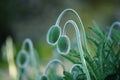 Two young poppy flower buds grow in the garden.