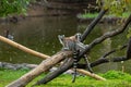 two small monkeys playing on a log in a pond at the zoo